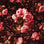 risk'n'roses rusty print